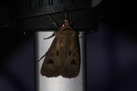 Agrotis exclamationis exclamationis