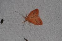 Miltochrista miniata