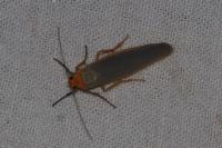 Manulea complana