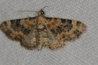 Eupithecia pulchellata