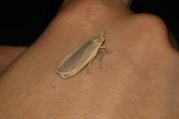 Collita griseola