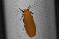 Wittia sororcula