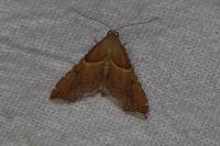 Endotricha flammealis