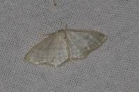 Idaea subsericeata