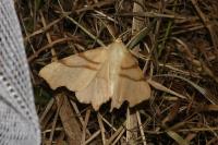 Ennomos erosaria