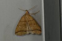 Herminia grisealis