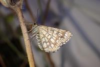 Chiasmia clathrata
