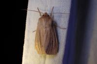 Mythimna impura