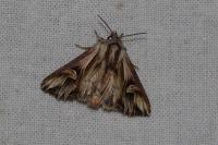 Actinotia polyodon