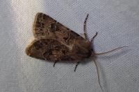 Agrotis bigramma