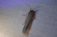 Manulea complana