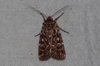 Lycophotia porphyrea