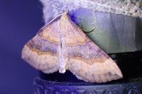 Scotopteryx chenopodiata