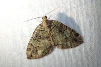 Hydriomena furcata
