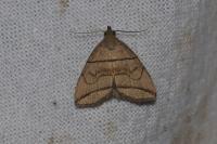 Herminia grisealis