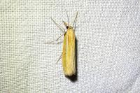 Agriphila tristella