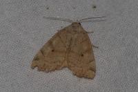 Cosmia trapezina