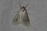 Sitochroa palealis