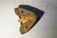 Noctua pronuba