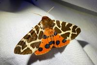 Arctia caja
