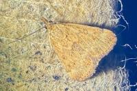 Pyrausta despicata