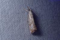 Catoptria falsella