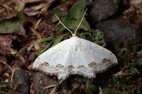 Scopula ornata