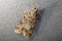 Eudonia mercurella