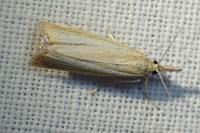 Agriphila straminella