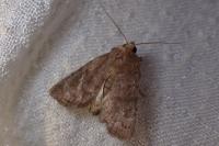 Hoplodrina