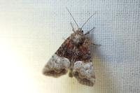 Mesoligia furuncula