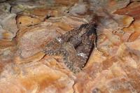 Mesapamea secalella/secalis