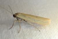 Indalia lutarella