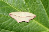 Timandra comae