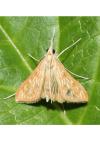 Antigastra catalaunalis