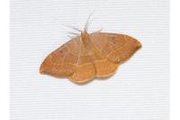 Watsonalla binaria
