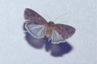 Spodoptera exigua