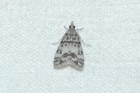 Eudonia lacustrata