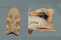 Noctua fimbriata