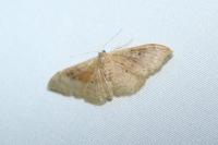 Idaea degeneraria