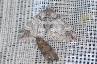 Perizoma juracolaria juracolaria