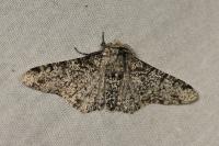 Biston betularia