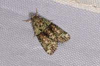 Cryphia algae