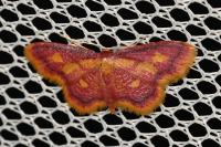 Idaea muricata