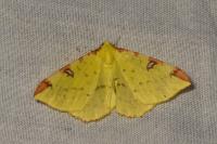 Opisthograptis luteolata