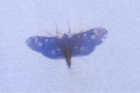 Anania coronata