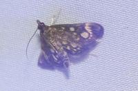 Anania coronata