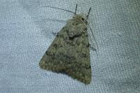 Dichagyris renigera renigera
