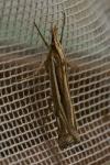 Ancylolomia tentaculella