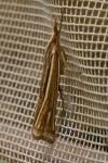 Ancylolomia tentaculella